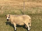 Dekram Kerry Hill, Dieren en Toebehoren, Mannelijk, Schaap, 3 tot 5 jaar