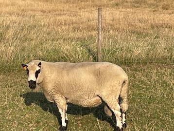 Dekram Kerry Hill, Mâle, Mouton, 3 à 5 ans