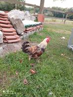 Cochinkriel/ doornikse haan, Dieren en Toebehoren, Pluimvee