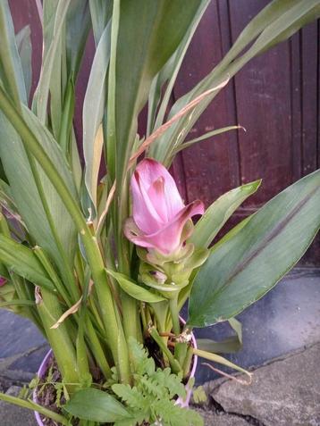 Curcuma alismatifolia