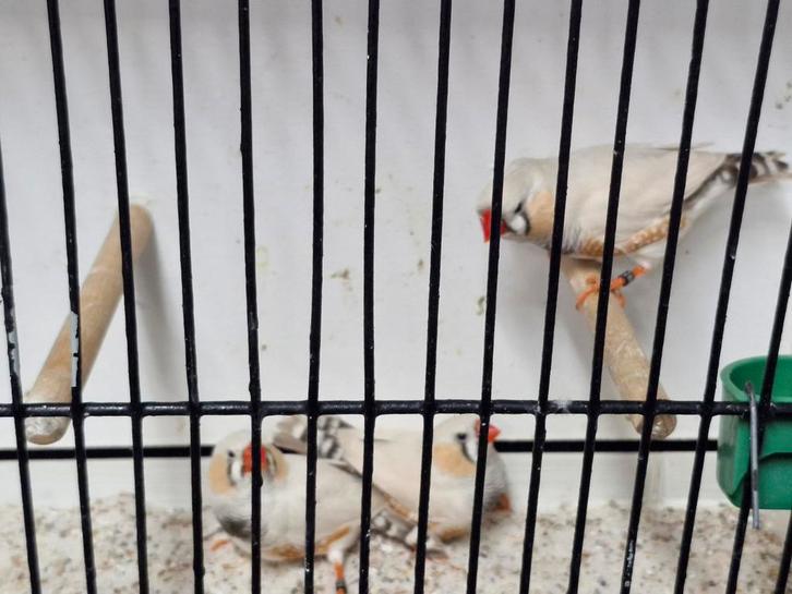 Jonge zebravinken 2025 mooie soort, Dieren en Toebehoren, Vogels | Overige Vogels, Tropenvogel, Meerdere dieren, Geringd