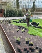 Vaste planten border - keuze planten - beplantingsplan, Tuin en Terras, Planten | Tuinplanten, Ophalen, Vaste plant