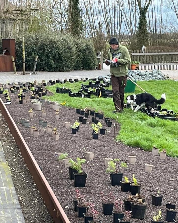 Vaste planten border - keuze planten - beplantingsplan, Jardin & Terrasse, Plantes | Jardin, Plante fixe, Enlèvement