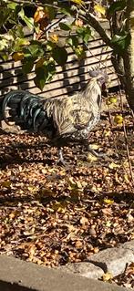 Mooie zombiehaan, Dieren en Toebehoren