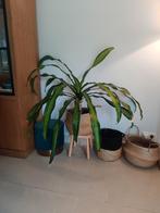Dracaena Fragrans, Ophalen