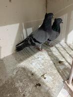 Serbische hoogevliegers duiven, Dieren en Toebehoren, Vogels | Duiven
