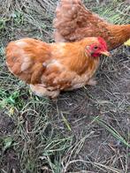 Cochin haantjes, Dieren en Toebehoren