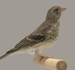 Witstuit edelzanger pop, Dieren en Toebehoren, Vogels | Overige Vogels, Vrouwelijk, Tropenvogel