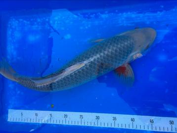Asagi, Japanse Koi 45 cm beschikbaar voor biedingen