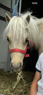 Mini hengstje, Dieren en Toebehoren, Pony's, Hengst, Gechipt