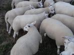 Texel ramlammeren en ooilammeren, Meerdere dieren, Schaap, 0 tot 2 jaar