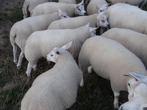 Texel ramlammeren en ooilammeren, Dieren en Toebehoren, Schapen, Geiten en Varkens, Schaap, Meerdere dieren, 0 tot 2 jaar