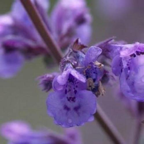 Nepeta Six Hill's Giant, Tuin en Terras, Planten | Tuinplanten, Ophalen