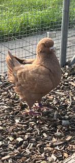 Kingduiven, Dieren en Toebehoren, Vogels | Duiven, Mannelijk