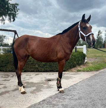 Prachtige jonge D pony merrie beschikbaar voor biedingen