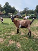 Geit (vrouwelijk), Dieren en Toebehoren, Geit