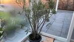 Abricoos kleurige oleander 1, 40 hoog, Jardin & Terrasse, Plantes | Jardin, Enlèvement