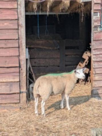 slachtlammeren te koop, Plusieurs animaux, Mouton, 0 à 2 ans