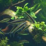 Aquariumvissen., Dieren en Toebehoren, Vissen | Aquariumvissen, Vis, Zoetwatervis, Schoolvis