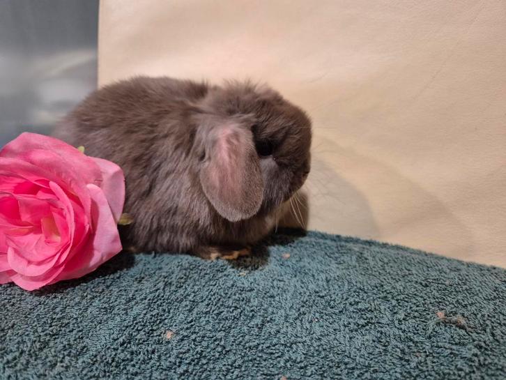 2 mooie choco Minilop voedstertjes, Dieren en Toebehoren, Konijnen, Dwerg, Vrouwelijk, 0 tot 2 jaar, Hangoor