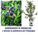 MIRTILLEN ZWARTE BOSBESSEN: "BLUECROP", 5€/STUK,  5 VOOR 20€, Tuin en Terras, Vaste plant, Ophalen of Verzenden, Halfschaduw, Fruitplanten