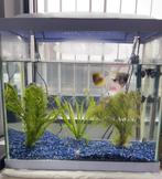 Aquarium 60L met toebehoren, Dieren en Toebehoren, Ophalen, Zo goed als nieuw, Leeg aquarium