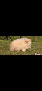 Perzische exotische kat poes, 3 tot 5 jaar