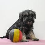 Dwergschnauzer pups te koop (belgisch), CDV (hondenziekte), Meerdere, 8 tot 15 weken, Meerdere dieren