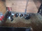 12 Cavia zeugen, Dieren en Toebehoren, Knaagdieren, Vrouwelijk, Cavia
