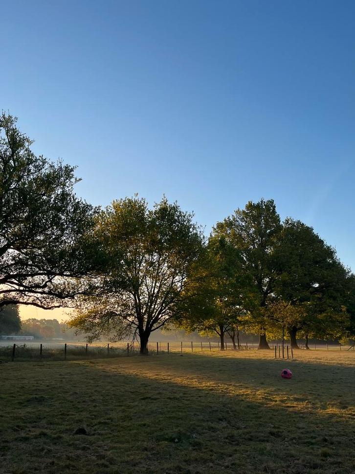 Winter weide aangeboden, Dieren en Toebehoren, Stalling en Weidegang, Weidegang, 1 paard of pony