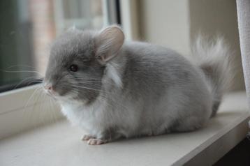 chinchilla brown pearl rpa bokje  beschikbaar voor biedingen