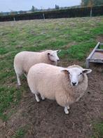 2 mooie ooilammeren kweek ooi