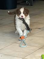 Australian shepherd pup met stamboom, Dieren en Toebehoren, Honden | Herdershonden en Veedrijvers, België, CDV (hondenziekte)