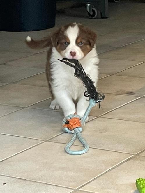 Australian shepherd pup met stamboom, Dieren en Toebehoren, Honden | Herdershonden en Veedrijvers, Teef, Herder, Fokker | Professioneel