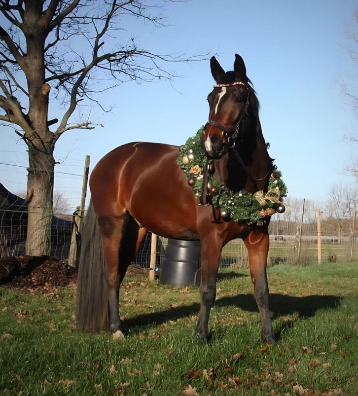 Lieve 8 jarig ruin, Dieren en Toebehoren, Paarden, Ruin, Zadelmak, Minder dan 160 cm, 7 tot 10 jaar, Recreatiepaard, Gechipt, Ontwormd