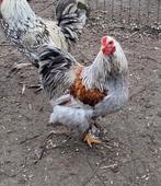 Coq brahma naine, Animaux & Accessoires, Volatiles
