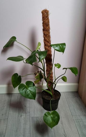 Monstera plant beschikbaar voor biedingen
