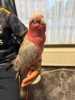 Tamme Rose Kaketoe, Dieren en Toebehoren, Vrouwelijk, Papegaai, Pratend