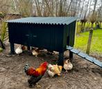 Kippenhok, Dieren en Toebehoren, Pluimvee