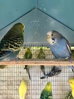 GEMENGDE KLEUREN GRASPARKIETJES NU 15 EURO/KOPPEL, Dieren en Toebehoren, Meerdere dieren, Parkiet