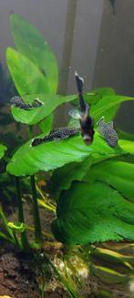 5 zwarte ruitenkuisers ancistrus dolichopterus