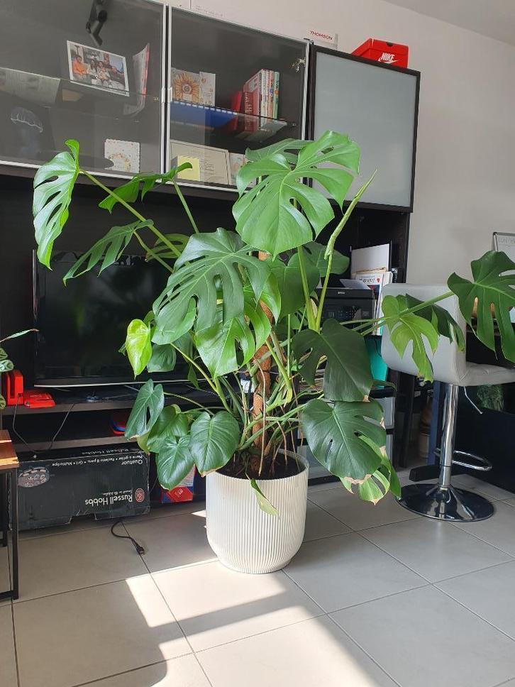 Monstera x4 140 cm, Huis en Inrichting, Kamerplanten, Overige soorten, 100 tot 150 cm, Groene kamerplant, Halfschaduw, In pot