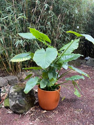 Alocasia macrorrhiza beschikbaar voor biedingen