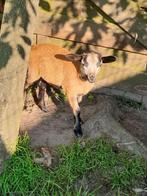 Kameroen ram, Dieren en Toebehoren, Schapen, Geiten en Varkens, Mannelijk, Schaap, 0 tot 2 jaar