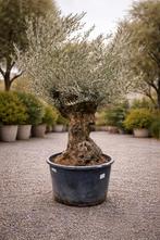 Olijfboom Olea Europaea Bonsai- op voorraad, Enlèvement, Olivier