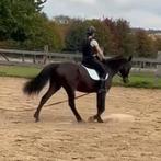 volledige/halve stal aangeboden voor merrie van 15, Dieren en Toebehoren, Merrie