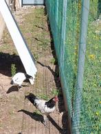 Mooie jonge lakenvelder haan 5 maanden oud, Dieren en Toebehoren, Pluimvee