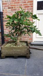 Quercus robur/zomereik pre bonsai, En pot, Enlèvement, Moins de 100 cm, Ombre partielle