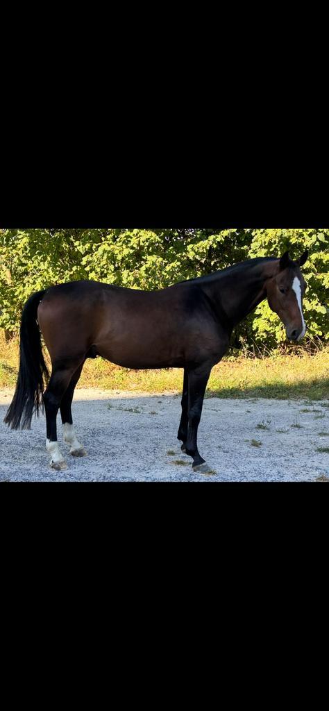 Springpaard 4 jarige fantomas ruin uit goede stam, Dieren en Toebehoren, Paarden, Hengst
