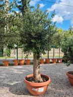 Olijfboom Olea Europaea in schaal, Ophalen, Olijfboom